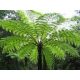 Ausztrál fa páfrány - Cyathea cooperi "Highland Lace"