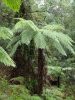 Ausztrál fa páfrány - Cyathea cooperi "Highland Lace"
