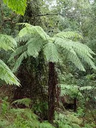 Ausztrál fa páfrány - Cyathea cooperi "Highland Lace"