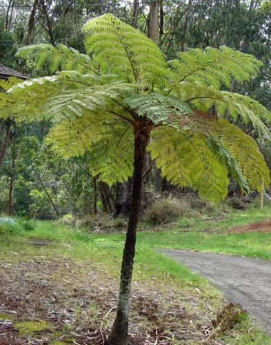 Ausztrál fa páfrány - Cyathea cooperi "Highland Lace"