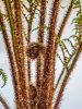 Ausztrál fa páfrány - Cyathea cooperi "Highland Lace"