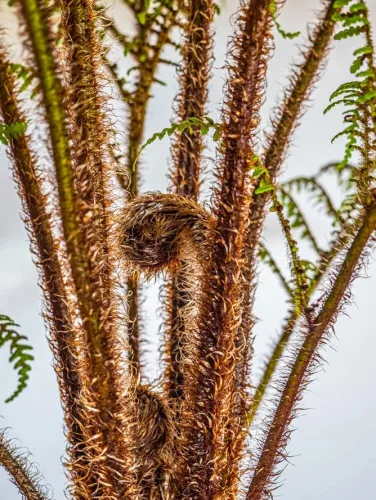 Ausztrál fa páfrány - Cyathea cooperi "Highland Lace"
