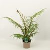 Ausztrál fa páfrány - Cyathea cooperi "Highland Lace"