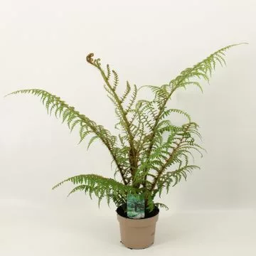 Ausztrál fa páfrány - Cyathea cooperi "Highland Lace"