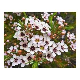 Törzses Viaszvirág / Wax virág - Chamelaucium Uncinatum