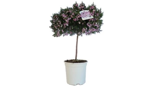 Törzses Viaszvirág / Wax virág - Chamelaucium Uncinatum