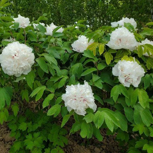 Fehér fás szárú Bazsarózsa - Paeonia suffruticosa P19