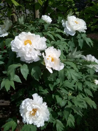 Fehér fás szárú Bazsarózsa - Paeonia suffruticosa P19