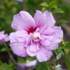 Hibiscus syriacus "Lavander Chiffon" - Mályvacserje