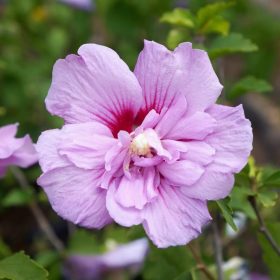   Hibiscus syriacus "Lavander Chiffon" - Mályvacserje