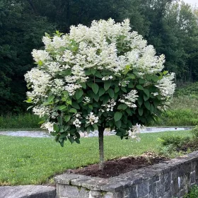 Törzses Bugás hortenzia - Hydrangea paniculata ‘Candlelight’ - Törzs 50 cm - K10