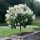 Törzses Bugás hortenzia - Hydrangea paniculata ‘Candlelight’ - Törzs 50 cm - K10