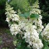 Törzses Bugás hortenzia - Hydrangea paniculata ‘Candlelight’ - Törzs 50 cm - K10