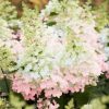 Törzses Bugás hortenzia - Hydrangea paniculata ‘Candlelight’ - Törzs 50 cm - K10