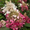 Törzses Bugás hortenzia - Hydrangea paniculata ‘Candlelight’ - Törzs 50 cm - K10