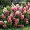 Törzses Bugás hortenzia - Hydrangea paniculata ‘Candlelight’ - Törzs 50 cm - K10