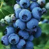 Áfonya - Vaccinium Corymbosum "Goldtraube 71"