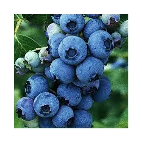 Áfonya - Vaccinium Corymbosum "Goldtraube 71"