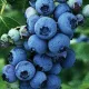 Áfonya - Vaccinium Corymbosum "Goldtraube 71"