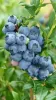 Áfonya - Vaccinium Corymbosum "Goldtraube 71"