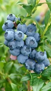 Áfonya - Vaccinium Corymbosum "Goldtraube 71"
