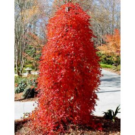   Csüngő ágú Japán juhar - Acer palmatum "Ryusen" P19