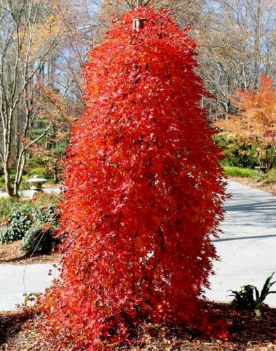 Csüngő ágú Japán juhar - Acer palmatum "Ryusen" P19