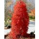 Csüngő ágú Japán juhar - Acer palmatum "Ryusen" P19