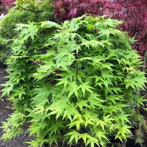 Csüngő ágú Japán juhar - Acer palmatum "Ryusen" P19