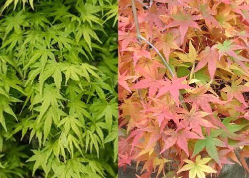 Csüngő ágú Japán juhar - Acer palmatum "Ryusen" P19