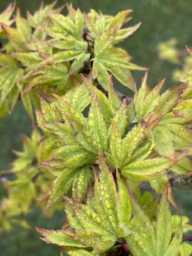 Csüngő ágú Japán juhar - Acer palmatum "Ryusen" P19