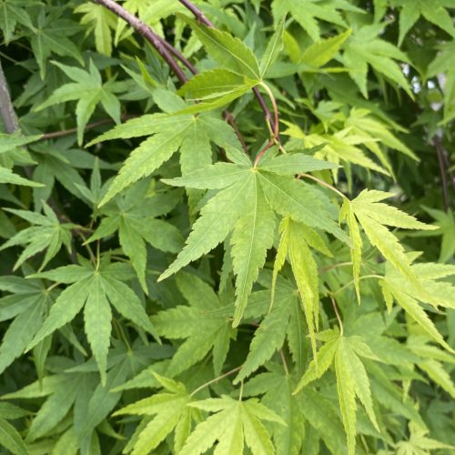 Csüngő ágú Japán juhar - Acer palmatum "Ryusen" P19