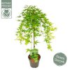 Csüngő ágú Japán juhar - Acer palmatum "Ryusen" P19