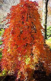 Csüngő ágú Japán juhar - Acer palmatum "Ryusen" P19