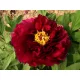 Bíborvörös fás szárú bazsarózsa  - Paeonia suffruticosa