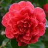 Camelia Japonica " Kramer Supreme" - Japán Kamélia