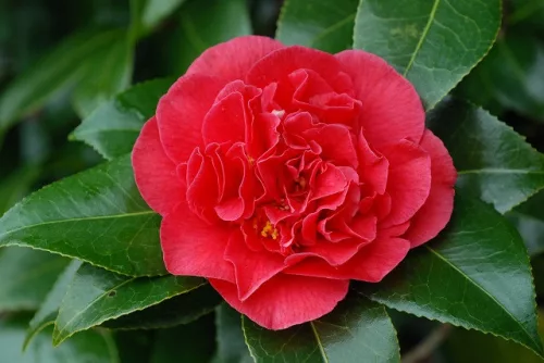 Camelia Japonica " Kramer Supreme" - Japán Kamélia