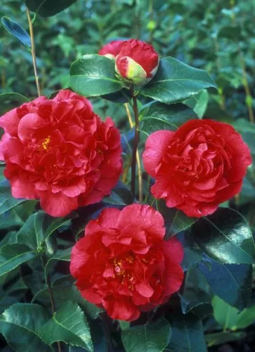 Camelia Japonica " Kramer Supreme" - Japán Kamélia