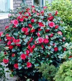 Camelia Japonica " Kramer Supreme" - Japán Kamélia