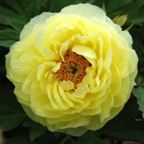   Fás szárú Bazsarózsa - Paeonia suffruticosa "Hai Huang"