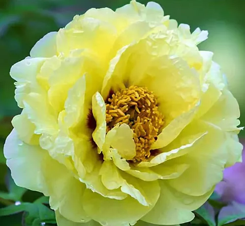 Fás szárú Bazsarózsa - Paeonia suffruticosa "Hai Huang"