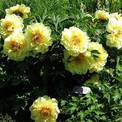 Fás szárú Bazsarózsa - Paeonia suffruticosa "Hai Huang"