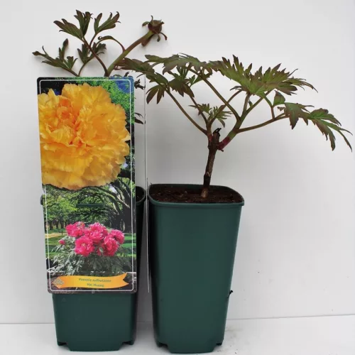 Fás szárú Bazsarózsa - Paeonia suffruticosa "Hai Huang"