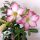 Sivatagi rózsa - Adenium obesum "Pinkstar" Cs13