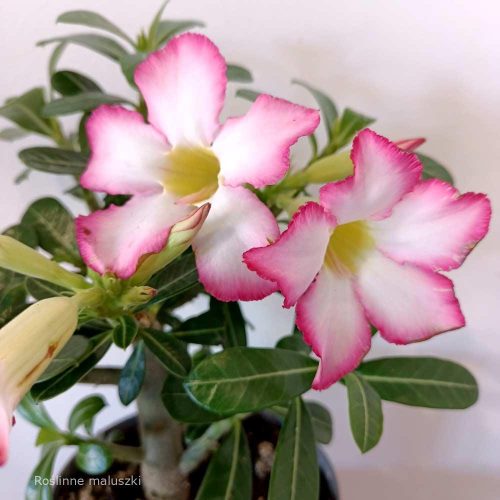 Sivatagi rózsa - Adenium obesum "Pinkstar" Cs13