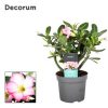 Sivatagi rózsa - Adenium obesum "Pinkstar" Cs13
