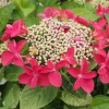 Kerti hortenzia - Hydrangea macrophylla "Rotkehlchen" Cs12