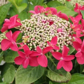   Kerti hortenzia - Hydrangea macrophylla "Rotkehlchen" Cs12