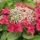 Kerti hortenzia - Hydrangea macrophylla "Rotkehlchen" Cs12