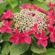 Kerti hortenzia - Hydrangea macrophylla "Rotkehlchen" Cs12